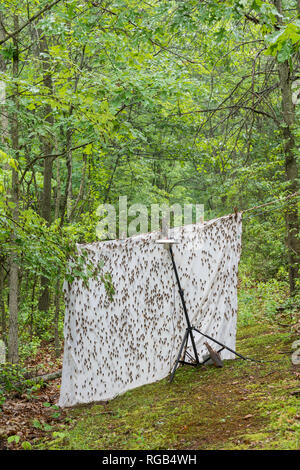 Periodische Zikaden geschlüpft Erwachsene angezogen Quecksilber Dampf Beleuchtung setup ursprünglich für die Anziehung von Motten bedeutete. Powells Tal, Pennsylvania, Juni. Stockfoto