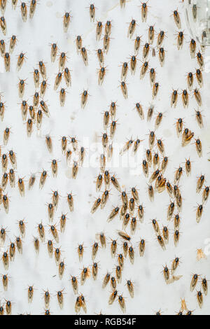 Periodische Zikaden geschlüpft Erwachsene angezogen Quecksilber Dampf Beleuchtung setup ursprünglich für die Anziehung von Motten bedeutete. Powells Tal, Pennsylvania, Juni. Stockfoto