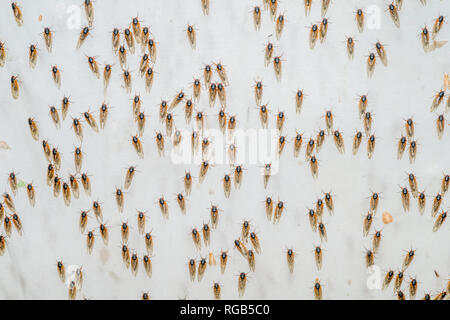 Periodische Zikaden geschlüpft Erwachsene angezogen Quecksilber Dampf Beleuchtung setup ursprünglich für die Anziehung von Motten bedeutete. Powells Tal, Pennsylvania, Juni. Stockfoto