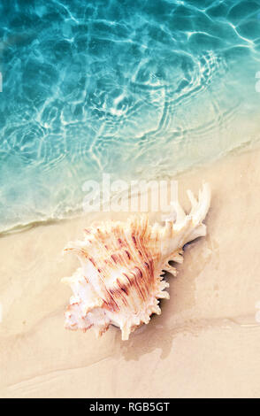 Muschel auf dem Sommer Strand im Meerwasser. Sommer Hintergrund. Sommer. Stockfoto