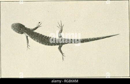 . Bulletin der Wisconsin Natural History Society. Natural History - Wisconsin. Platte ich. AMBYSTOMA JEFFERSONIANUM.. Abb. 1. Nach Muster, Wohnen, eine halbe natürliche Größe.. Bitte beachten Sie, dass diese Bilder sind von der gescannten Seite Bilder, die digital für die Lesbarkeit verbessert haben mögen - Färbung und Aussehen dieser Abbildungen können nicht perfekt dem Original ähneln. extrahiert. Wisconsin Natural History Society. Milwaukee, der Gesellschaft Stockfoto