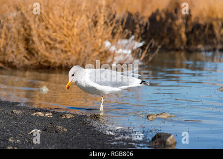 Kalifornien Gull (Larus Californicus) Fütterung auf Mono Lake Alkali fliegen (Ephydra Hians), Mono Lake, Kalifornien Stockfoto