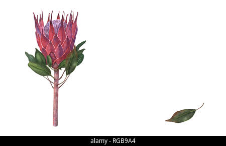 Aquarell handgezeichnete Abbildung: bunte Königs protea Pflanze mit Blüten und Blätter. Bunte rosa Protea, Südafrika Symbol, isoliert auf weißem Stockfoto