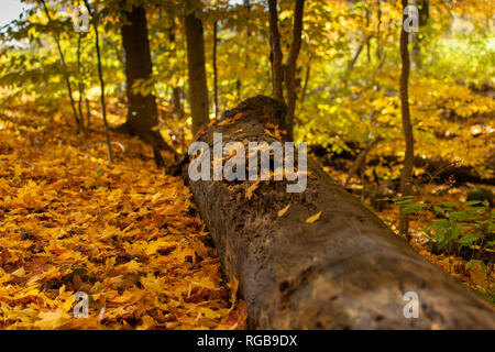 Ein verfallender Baumstamm auf dem Boden in einem bewaldeten Gebiet im Herbst Saison. Stockfoto