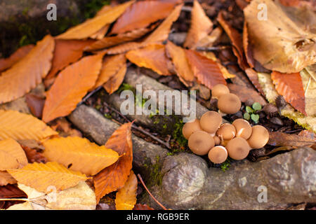 Eine kleine Gruppe von Pilzen, die an den Wurzeln von einer Buche im Herbst Saison. Stockfoto