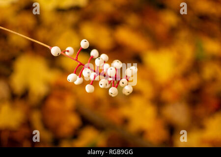 Die weißen Beeren von einem roten Korbweiden Hartriegel Bush mit einem orangen Blatt Hintergrund auf einem sonnigen Herbst Tag beim Spaziergang im Wald. Stockfoto