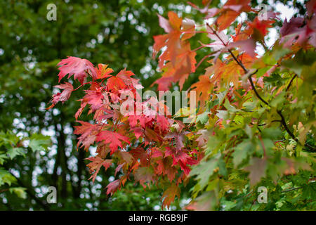 Eine Niederlassung eines grünen ahorn rot auf den Beginn der Herbstsaison. Stockfoto