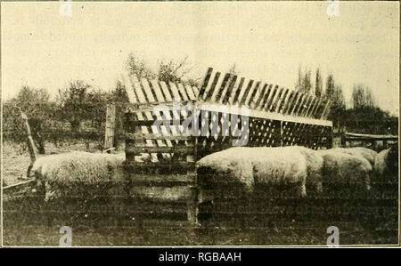 . Bulletin der US-Landwirtschaft. Landwirtschaft Die Landwirtschaft. 18 BULLETIN 573, USLANDWIRTSCHAFTSMINISTERIUM. ein Korn ration. Ein paar fiockmasters Feed sowohl Wurzeln und Korn. Es gibt keine Silos auf dem Projekt, aber auch in anderen südlichen Idaho Maissilage ist die Zucht Nocken mit ausgezeichneten Ergebnissen geführt. Wie es im Volksmund glaubt allerdings, dass die übermäßige Zufuhr von Wurzeln in der productin aus weichem, schlaffe Lämmer führen kann, die Menge der Wurzeln im Winter gefüttert ist nicht groß, von 2 bis 4 Pfund pro Schaf, das tägliche ermöglichen. Wurzeln häufig gefüttert werden und in der th Stockfoto