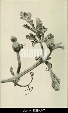 . Bulletin der US-Landwirtschaft. Landwirtschaft Die Landwirtschaft. Bui. 491, US Abt. der Landwirtschaft. Platte II. Eiablage von Melone auf Wassermelone Weinstock Fliegen. Tipp einer Wassermelone Weinstock mit einem erwachsenen Melone Fliege ovipositing im Eierstock einer Blume immer noch in der Knospe, eine männliche Blüte und der Dürren und Überhängend wachsenden Tipp der Rebe. Eine weibliche Melone fly hat Eier in der weinstock an der Basis des Blattstiels hinterlegt, und die jungen Larven schlüpfen haben fast die Rebe an dieser Stelle durchtrennt. (Original). Bitte beachten Sie, dass diese Bilder aus gescannten Seite Bilder, ma extrahiert werden Stockfoto