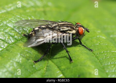 Eine Sarcophaga Arten von Fleisch fliegen, in Irvine in Ayrshire. Stockfoto