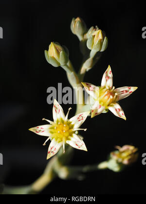 Blühende sukkulente Pflanze in meinem saftigen Garten Stockfoto