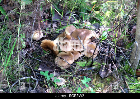 Menge Austernpilze wachsen im Wald im Herbst Tag horizontale Ansicht Nahaufnahme Stockfoto