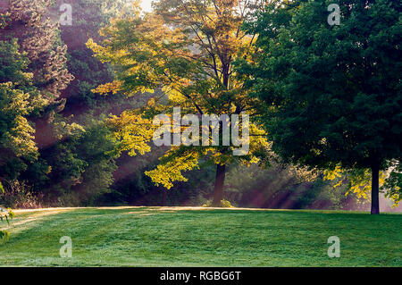 Am frühen Morgen Licht strömt durch Bäume in einem Park, Ontario, Kanada Stockfoto
