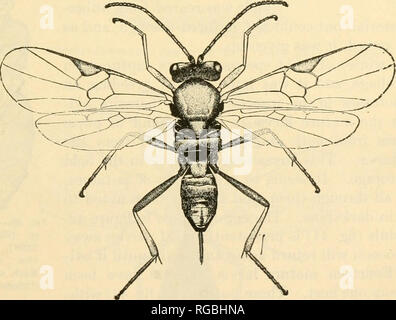 . Bulletin der US-Landwirtschaft. Die Landwirtschaft. Abb. 34.- Bassus gibbosus: Reife Larven. Muc-h erweitert. (Original) YiG.SS-Bassus gib-b0s uns: Puppe. Wesentlich vergrößert. (Original). Abb. Z 6. Apantcles sp. (Chttn. Nr.22300'), ein Parasit der Kartoffelknolle Motte: erwachsene Frau. Wesentlich vergrößert. (Im Original.) 1915. 25. Januar - Knolle - mottenlarven Parasitierten von Apanteles sp. März 3.- 1 Erwachsene Apanteles sp. ausgestellt. (Weiblich.) am 5. März.- 2 Erwachsene Apanteles sp. ausgestellt. (Männer.) März 6.-^ 1 Erwachsener Apanteles sp. ausgestellt. (Männlich.) Länge des Lebens Zyklus 37 Tage mit einer durchschnittlichen Temperatur von 53° F.1 Chit Stockfoto