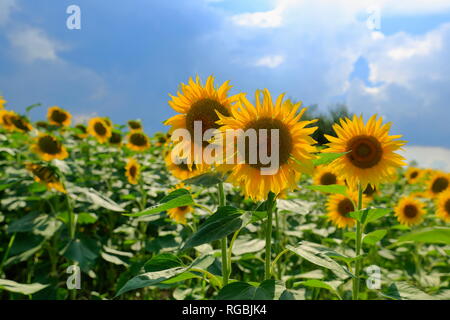 Gelbe Sonnenblumen in einem Feld mit Sonnenblumen, dennoch Blume anzeigen. Stockfoto