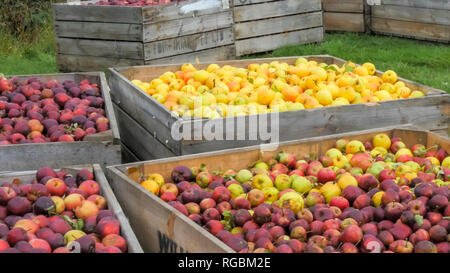Fächer der frisch geernteten Golden Delicious und rote Äpfel in Fächer bereit verarbeitet werden Stockfoto