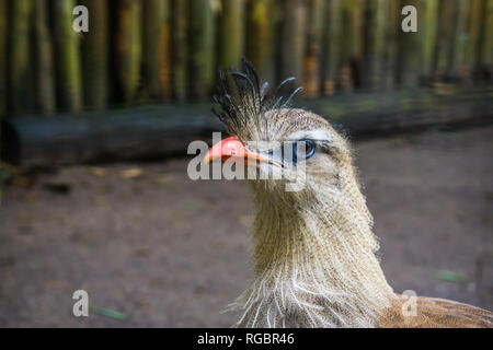 Schöne crested cariama Gesicht in Nahaufnahme, tropischen Vogel aus der Amazonas in Brasilien Stockfoto