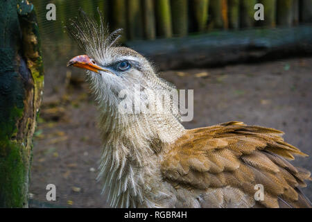 Nahaufnahme eines Crested cariama, einer wunderschönen tropischen Vogel aus der Amazonas in Brasilien Stockfoto