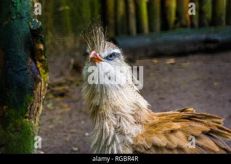 Lustige crested cariama mit seinem Gesicht in Nahaufnahme, einem wunderschönen tropischen Vogel aus der Amazonas in Brasilien Stockfoto