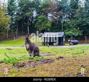 Wallaby's Bennett stehen auf einer Weide, Porträt eines Känguruhs aus Australien Stockfoto