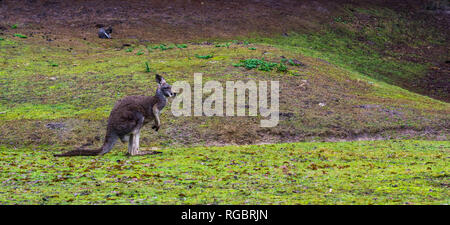 Schöne portrait einer Red necked Wallaby im Gras, Kangaroo aus Australien Stockfoto