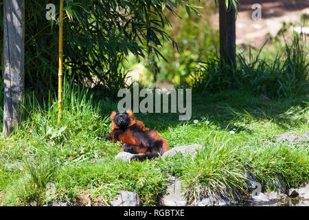 Ein roter Vari Sonnenbad in der Frühlingssonne auf einem grasbewachsenen Bank neben einem Teich. Stockfoto