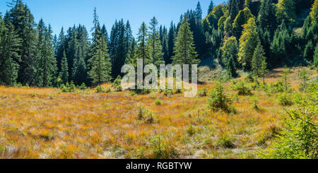 Deutschland, Bayern, Allgäu, Huehnermoos an Soellereck in der Nähe von Oberstdorf. Stockfoto