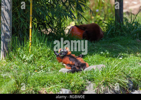 Ein roter Vari Sonnenbaden in der Frühlingssonne, während ein lemur für einen Snack im Hintergrund sieht. Stockfoto