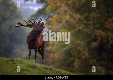 England, Rotwild Brunft, Cervus elaphus Stockfoto