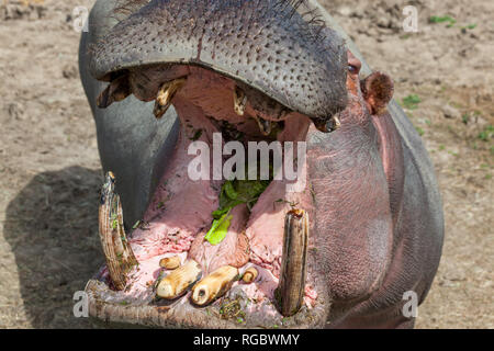 Ein großes Nilpferd mit seinem Mund öffnen, zeigt seine Zähne und Stoßzähne warten auf weitere Leckereien. Stockfoto