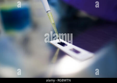 Vorbereitung der Prüfung Proben der Stämme im Labor für die Herstellung von Drogen Stockfoto