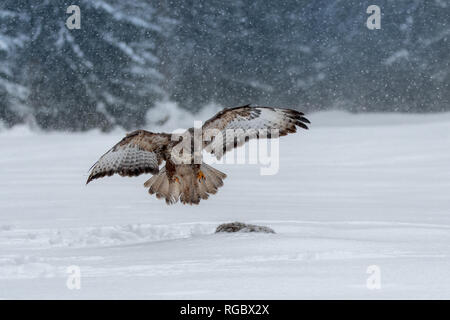 Mäusebussard (Buteo buteo) Raubvogel im Winter. Stockfoto