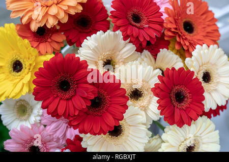 Gerbera Blumen in verschiedenen Formen und Farben close-up Stockfoto