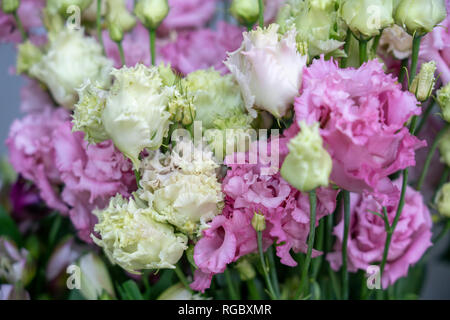 Eine Menge rose Blumen zarten weißen und violetten ungewöhnliche Form, Nahaufnahme Stockfoto