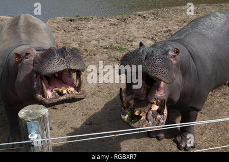 Zwei große Nilpferd mit offenem Mund warten auf eine Behandlung von ihrem Trainer. Stockfoto