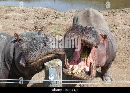 Zwei große Nilpferd, mit seinen Mund offen und wartet darauf, dass eine Behandlung von ihrem Trainer. Stockfoto