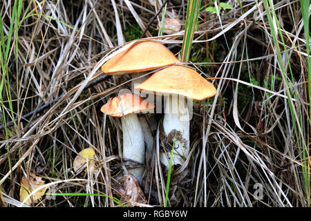 Drei genießbare orange-cap Steinpilze wachsen zusammen im Gras an einem sonnigen Herbsttag Vorderansicht horizontal Stockfoto