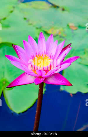 Pink Lotus blühen wunderschön, die Lotus ist das Symbol des Buddhismus und Buddhistische Respekt heilig, auf weißem Hintergrund Stockfoto