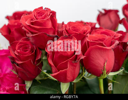Eine Menge von zarten Blüten einer roten Rose Nahaufnahme Stockfoto