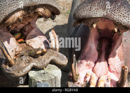 Zwei große Nilpferd mit offenem Mund warten auf eine Behandlung von ihrem Trainer. Stockfoto