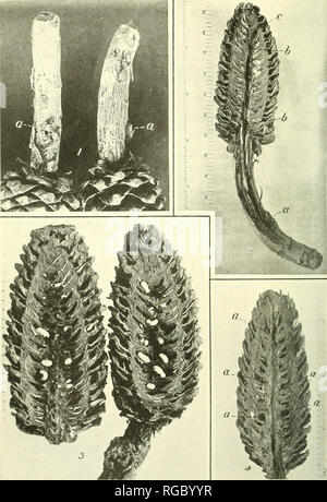 . Bulletin der US-Landwirtschaft. Landwirtschaft Die Landwirtschaft. Bui. 243, US Abt. der Landwirtschaft. Platte II. Abb. 1.- Übersicht Halme von bcctledcilled Zucker - tannenzapfen nach dem Kegel aus dem Baum gefallen: ein. Eingang Löcher, Pitch-Rohr durch Käfer gemacht. Abb. 2. - ein Käfer - angegriffen sngar - Pine Cone, um mal zu zeigen, Tunnel und ei Galerie der Kegel Käfer: a, b, ei Kntrace; Galerie; c, Erweiterung der ei Galerie Oberfläche, wo nach Austritt. Abb. 3.-verdorben Zucker - Pine Cone, um mal zu zeigen, Entwicklung brütet der Kegel Käfer. Larven und pupre im Juli 9,191-1 gefunden. Abb. 4.- Stockfoto