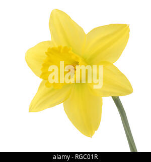 Eine einzelne daffolil Narzisse auf weißem Hintergrund mit Freistellungspfad isoliert Stockfoto