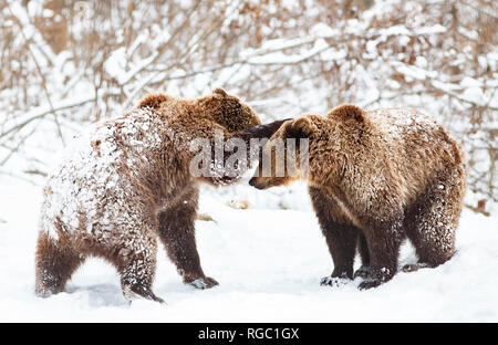 Bärenjunge Spielen im Schnee. Stockfoto
