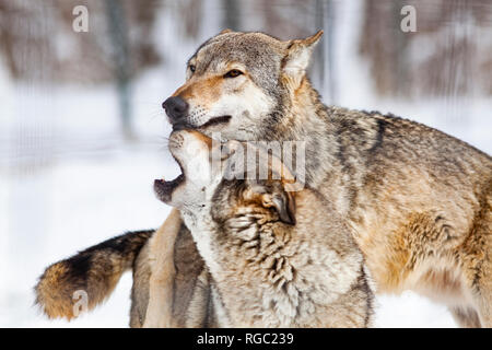 Wölfe Spielen im Schnee. Stockfoto