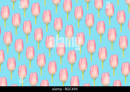 Pink Tulip Muster auf blauem Hintergrund Stockfoto