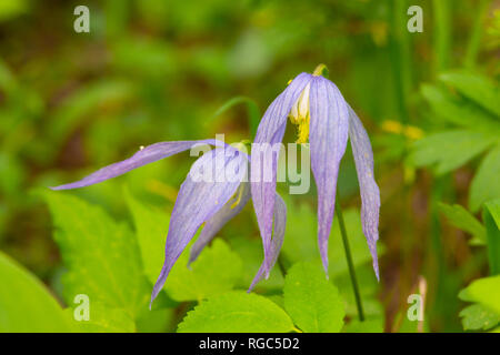 Purple Clematis, Clematis occidentalis, wachsen in Waterton Lakes National Park, Alberta, Kanada Stockfoto