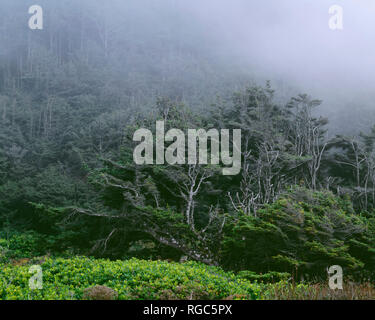 USA, Oregon, siuslaw National Forest, Cape Perpetua Scenic Area, Wald von Sitka Nebel in den Bäumen in der Nähe der Küste Fichte. Stockfoto