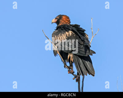 Ein schwarzer breasted Bussard in Australiens Northern Territory preens seine Federn Stockfoto