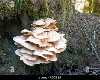 Nahaufnahme der eine ungewöhnlich große Pilze wachsen auf einem Baumstamm in einen Regenwald in Neuseeland Stockfoto