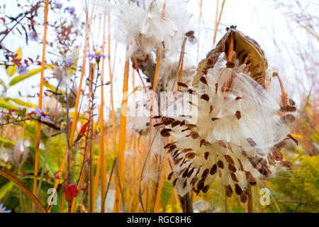 Deutschland, auffällige Milkweed in botanischen Garten im Herbst Stockfoto